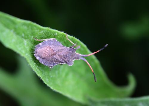 Réf. 238 528 : Enoplops scapha